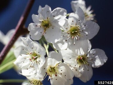 A closeup of the five-petaled white flower clusters on a callery pear tree