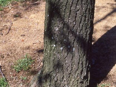 A closeup of the trunk of a callery pear tree