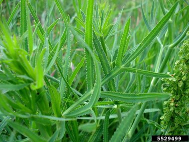 Dense cluster of sickleweed with slender, serrated leaves with soft light in a natural setting.