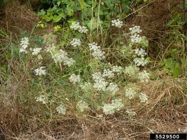 White flowering sickleweed growing among dense green and brown foliage.