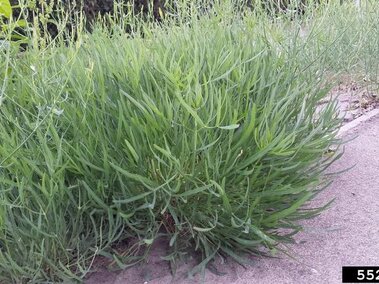 Dense green sickleweed growing next to a paved walkway.