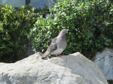 Pigeon perched on a large rock, greenery and building window in the background.
