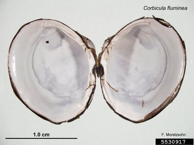 A closeup of the inside of a freshwater golden clam shell