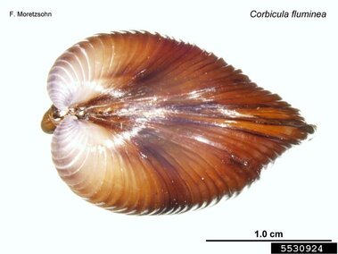 A closeup of a freshwater golden clam shell
