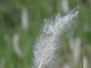 A closeup of the fluffy white seedhead of a cogongrass plant