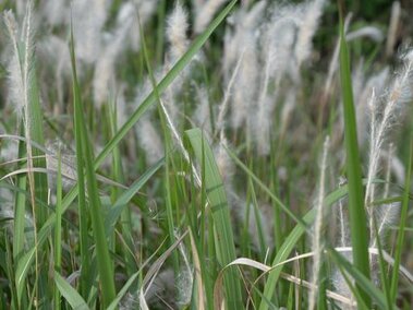 A field of cogongrass