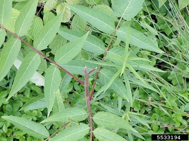 Green leaves and a red-tinted stem of tree of heaven growing among grass and foliage.