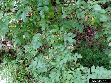 Green leafy bush with small branches growing amidst grass and soil.