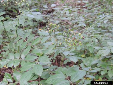 Multiflora rose with clusters of small round buds in a forest setting.