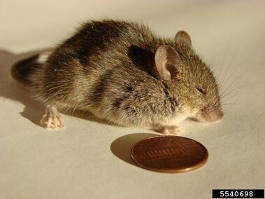 Small brown house mouse resting beside a penny on a light surface.