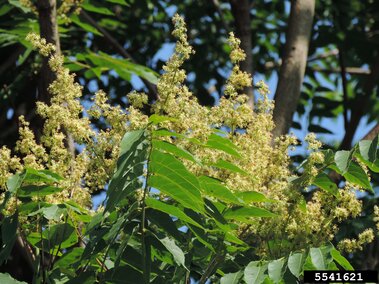 Flowering tree of heaven under bright sunlight.