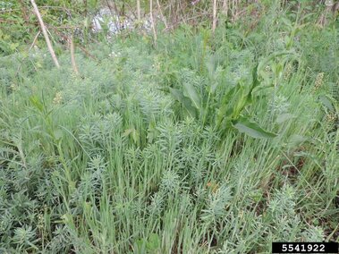 Dense green vegetation with tall grass and yellow toadflax stems in an outdoor setting.