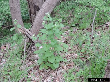 Tall green garlic mustard plant with clusters of small white flowers in a wooded, leafy environment.