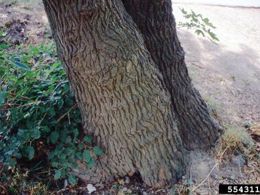 Two white mulberry tree trunks with textured bark, surrounded by green foliage and dry soil.