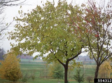 White mulberry tree a grassy field, with smaller trees and a fence in the distance.