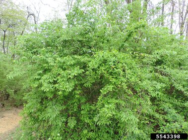 Dense green Morrow's honeysuckle shrub with leafy foliage in a forested area.