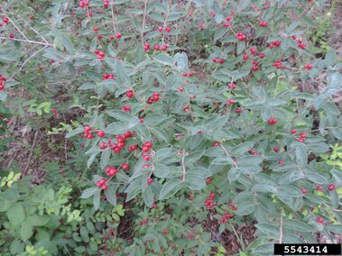 Shrub with green leaves and clusters of small, bright red berries.