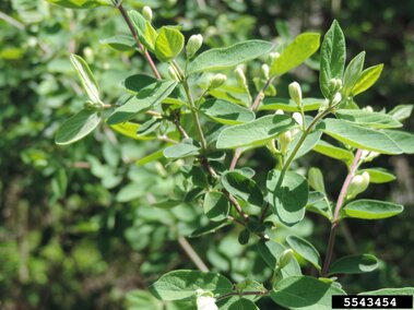 Green leaves and small buds on thin branches, outdoors in bright sunlight.