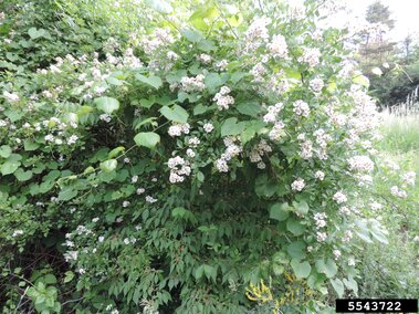 Dense multiflora rose with clusters of small white flowers in an outdoor setting.