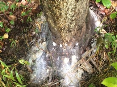 Tree base with white fungal growth surrounded by green plants and soil.
