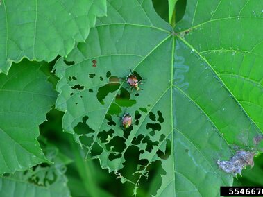 Two beetles on a green leaf with multiple holes from feeding damage.