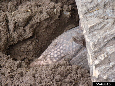 Armadillo partially buried in loose brown soil near a textured rock surface.