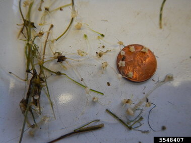 A closeup of a fragmented starry stonewort plant and flowers next to a penny for scale.