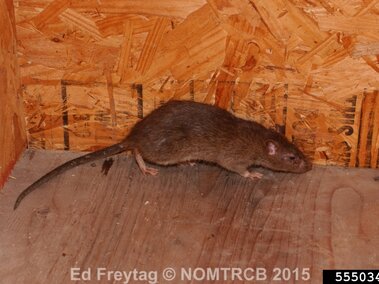 Brown rat on a wooden floor against a plywood wall.