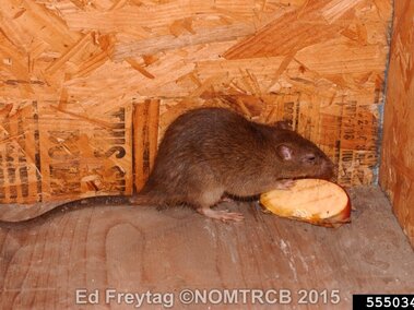 Brown rat eating a slice of apple on a wooden surface.