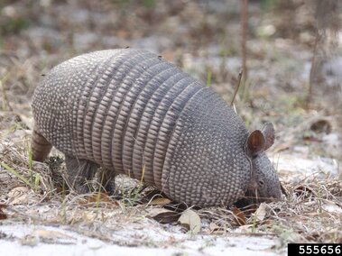 Armadillo walking through dry grass and sand.