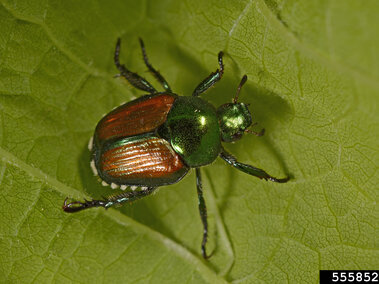 Japanese beetle resting on a textured green leaf.