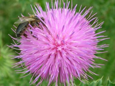 A closeup of a bull thistle's bright pinkish-purple flowerhead with a bumblebee on it