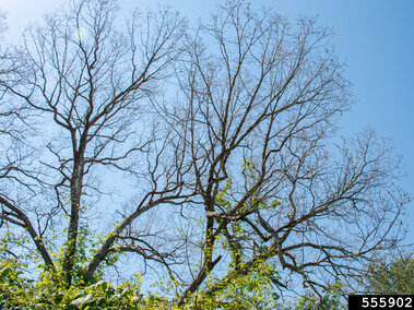 Leafless tree branches stretching upward against a clear blue sky with green foliage at the bottom.
