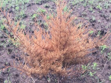 A dead eastern redcedar tree following a prescribed fire in a pasture