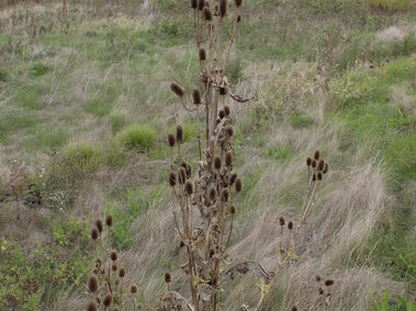 A closeup of a cutleaf teasel plant in an open field