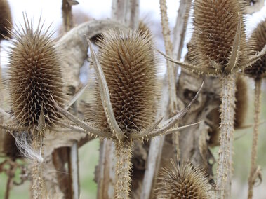 A closeup of a cluster of dormant cutleaf teasel seedheads