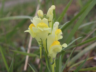 Flowering yellow toadflax with green stems and leaves in a grassy field.