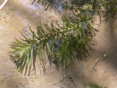 A side view of Brazilian waterweed submerged in shallow water
