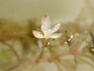 A closeup of a floating female flower on a hydrilla plant submerged in water.