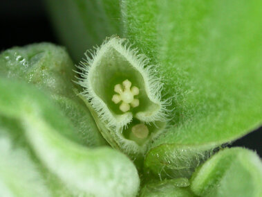 A closeup of a mature water lettuce plant.