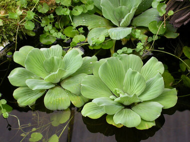 Several mature water lettuce plants floating in water.