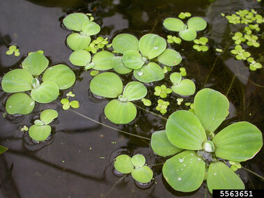 A field of juvenile water lettuce plants floating in water.