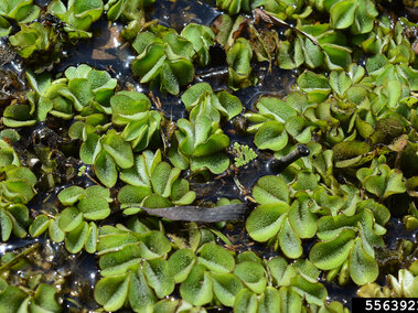 An aerial view of giant salvinia floating in water