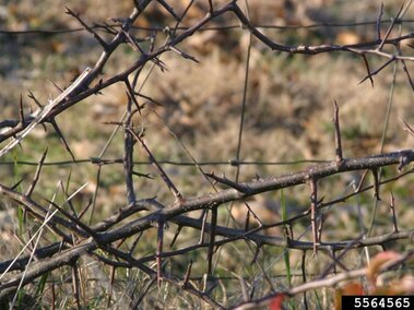 A closeup of the thorny twigs on a callery pear tree