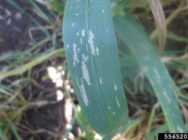 Leaf with cereal leaf beetle damage surrounded by grass and soil.