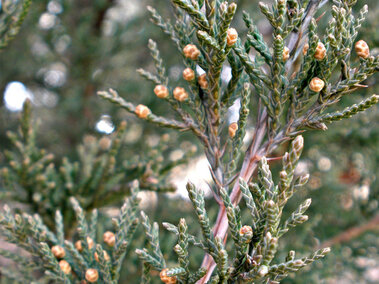 A closeup of the male cones on an eastern redcedar