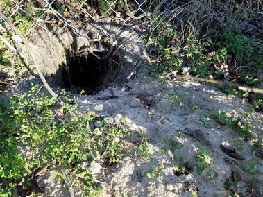 Hole leading to armadillo burrow in sandy soil underneath a fenceline