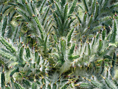 A closeup of the basal rosette of a bull thistle where the white hears and yellow spines are visible