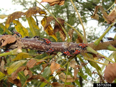 Red and black insects clustered on a brown branch with yellowing leaves.