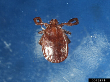 Brown tick against a blue background.